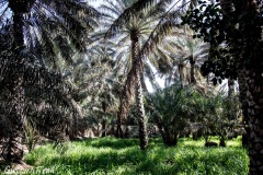 Oaza Al Ain