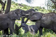 Tanzania-Park Tarangire 