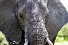 Tanzania-Park Tarangire 