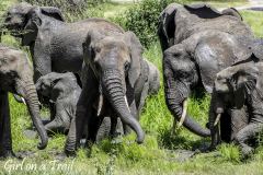 Tanzania-Park Tarangire, słonie
