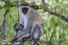 Tanzania