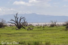 Tanzania-Lake Manyara