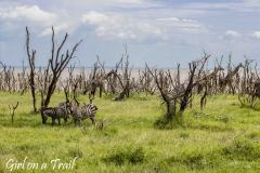 Tanzania-Lake Manyara