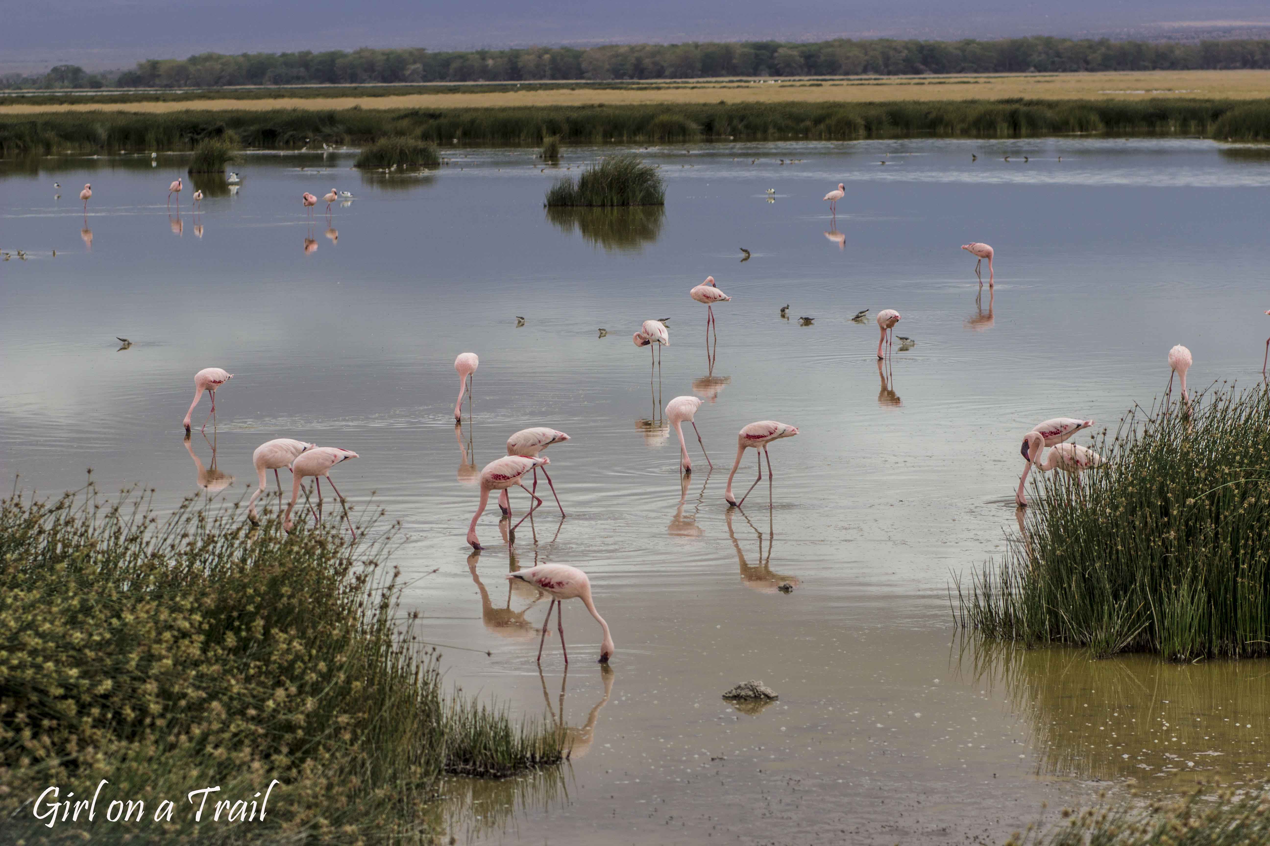 Kenia/Kenya - Amboseli