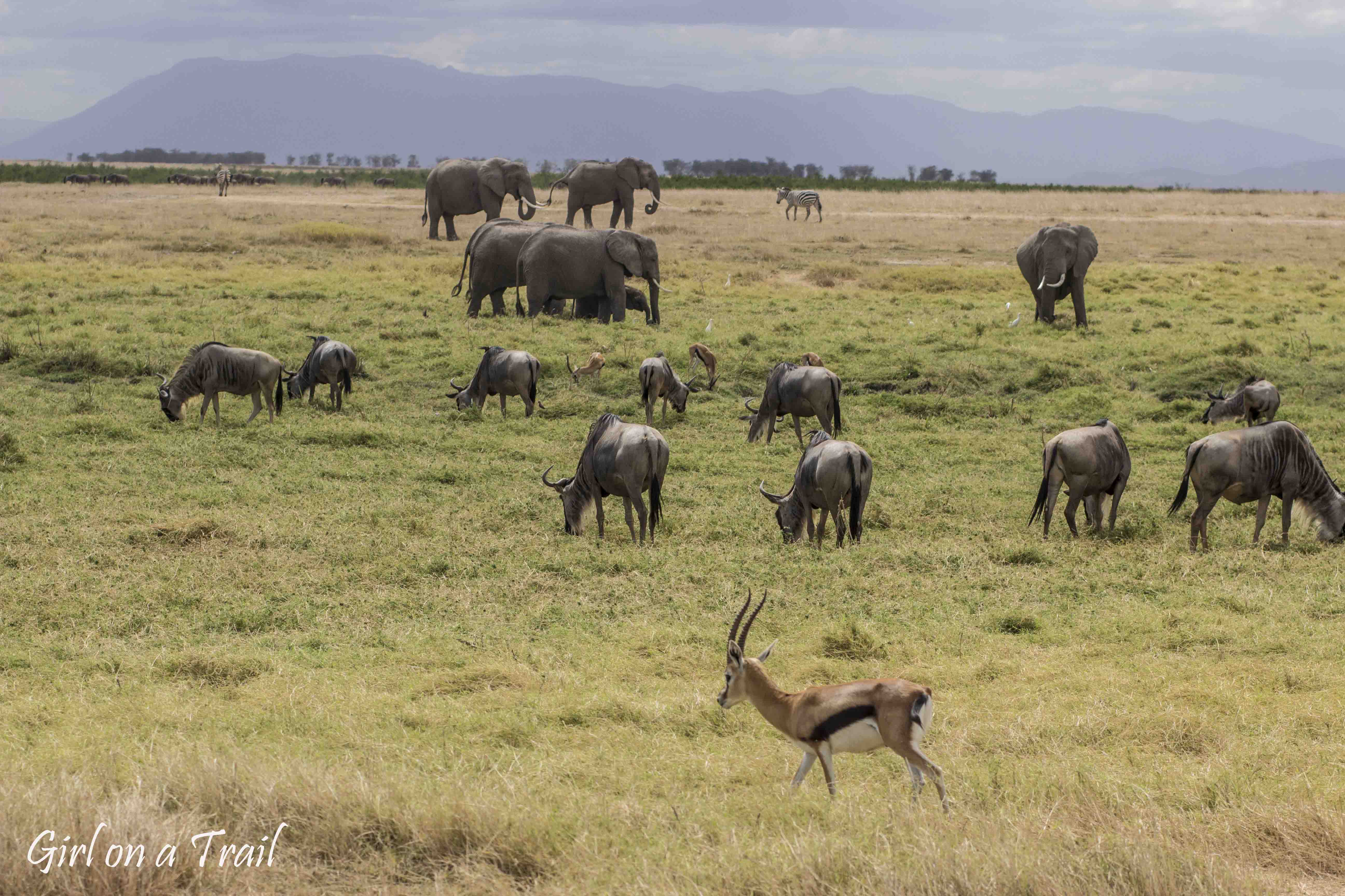 Kenia/Kenya - Amboseli