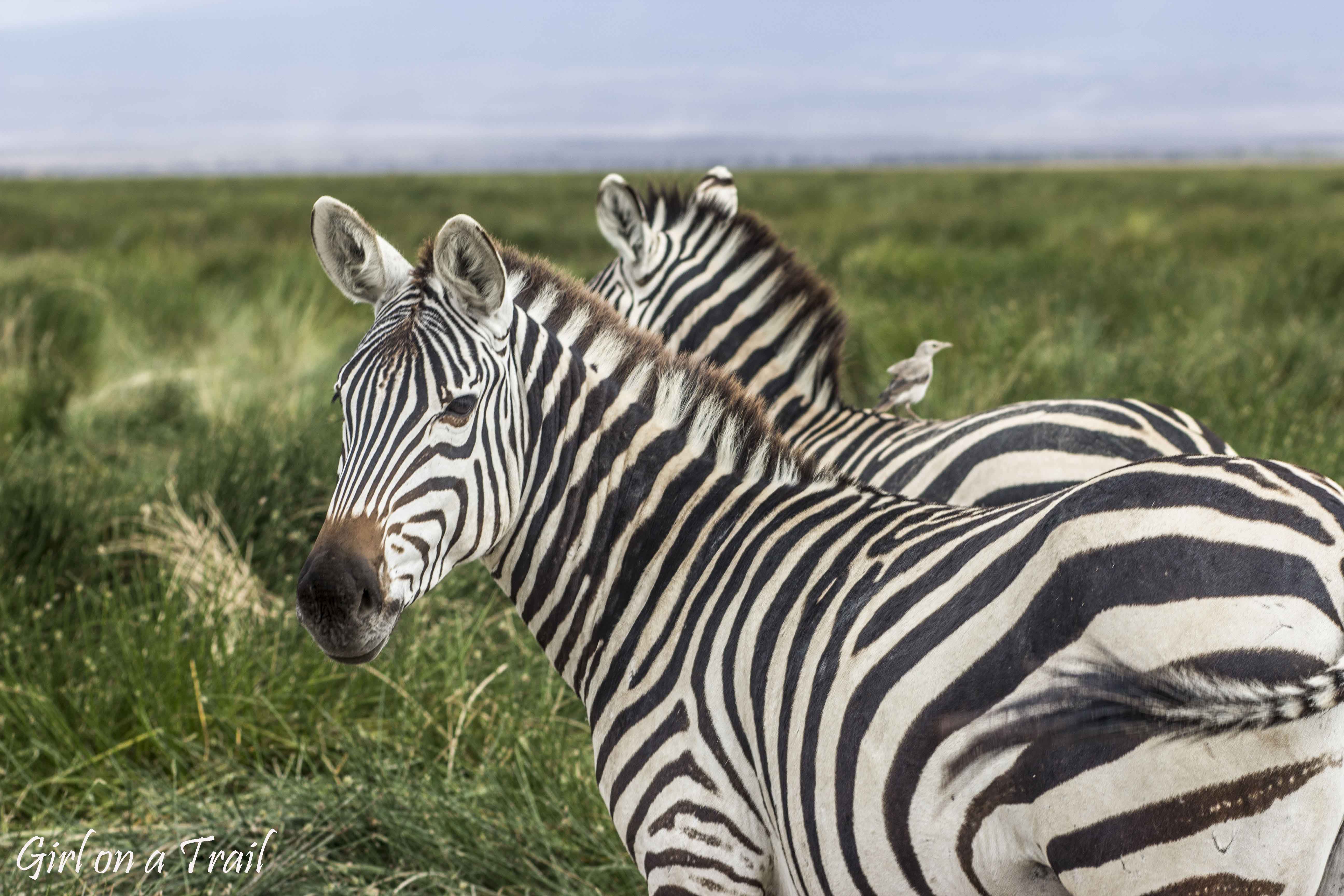 Kenia/Kenya - Amboseli