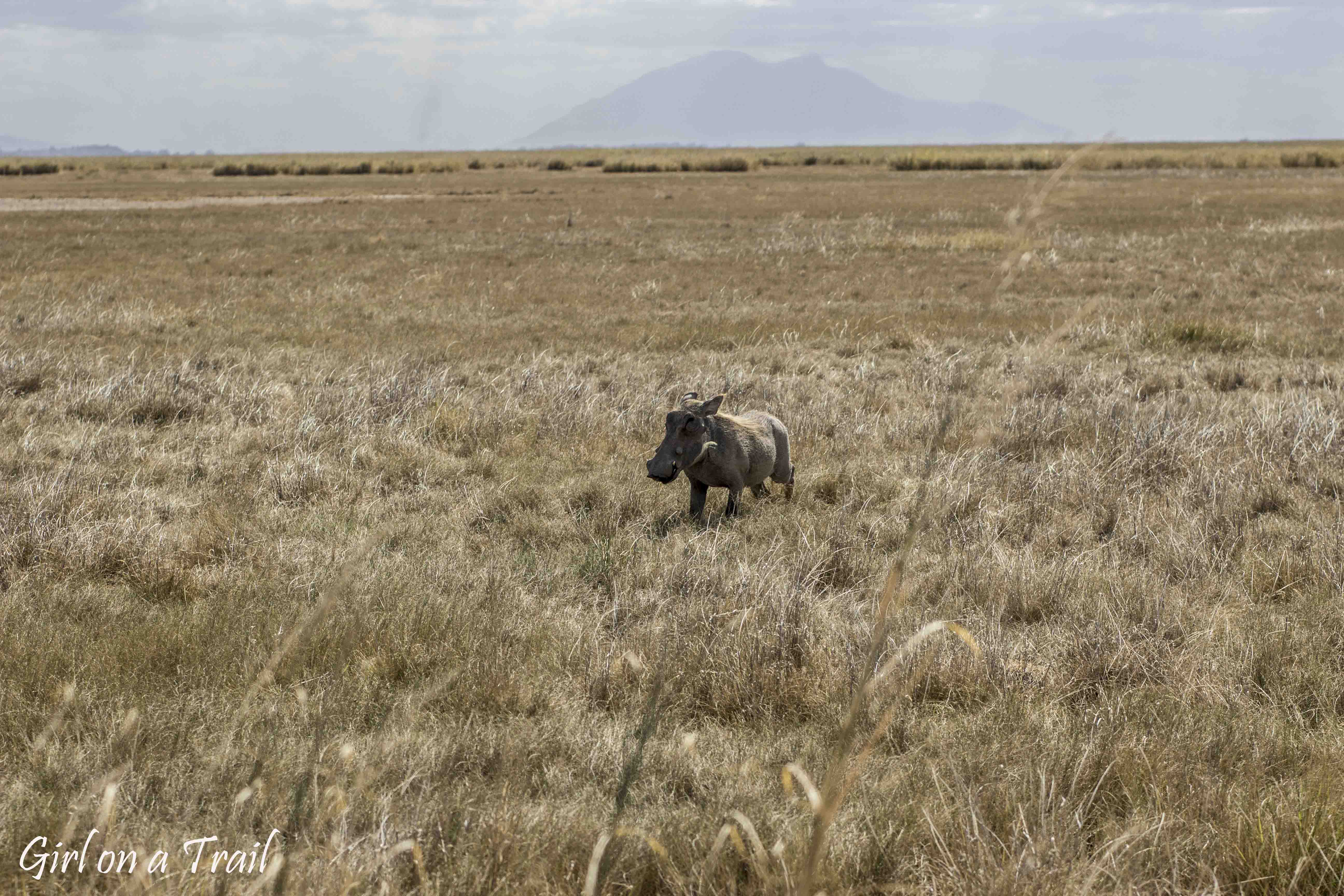 Kenia/Kenya - Amboseli