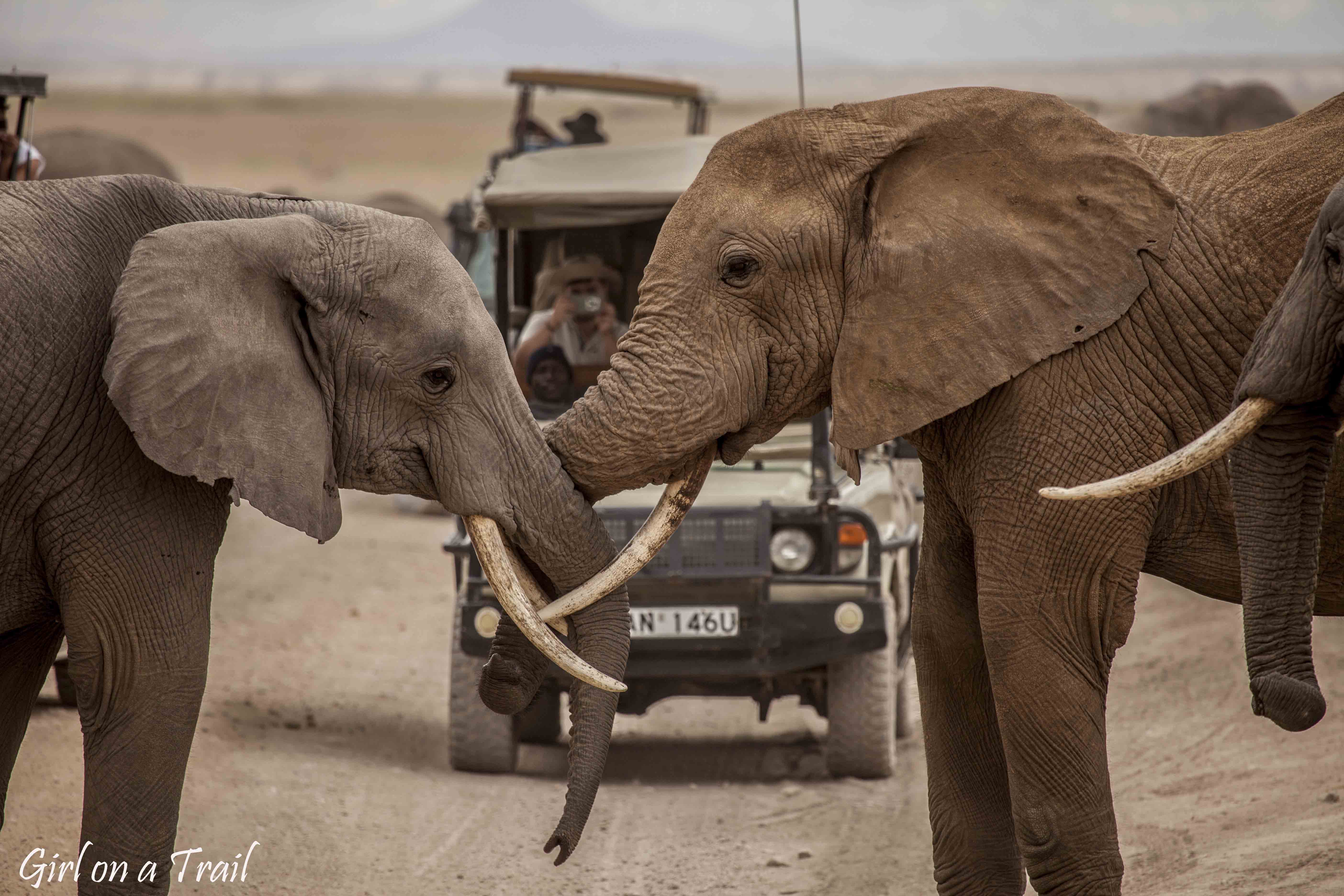 Kenia/Kenya - Amboseli 