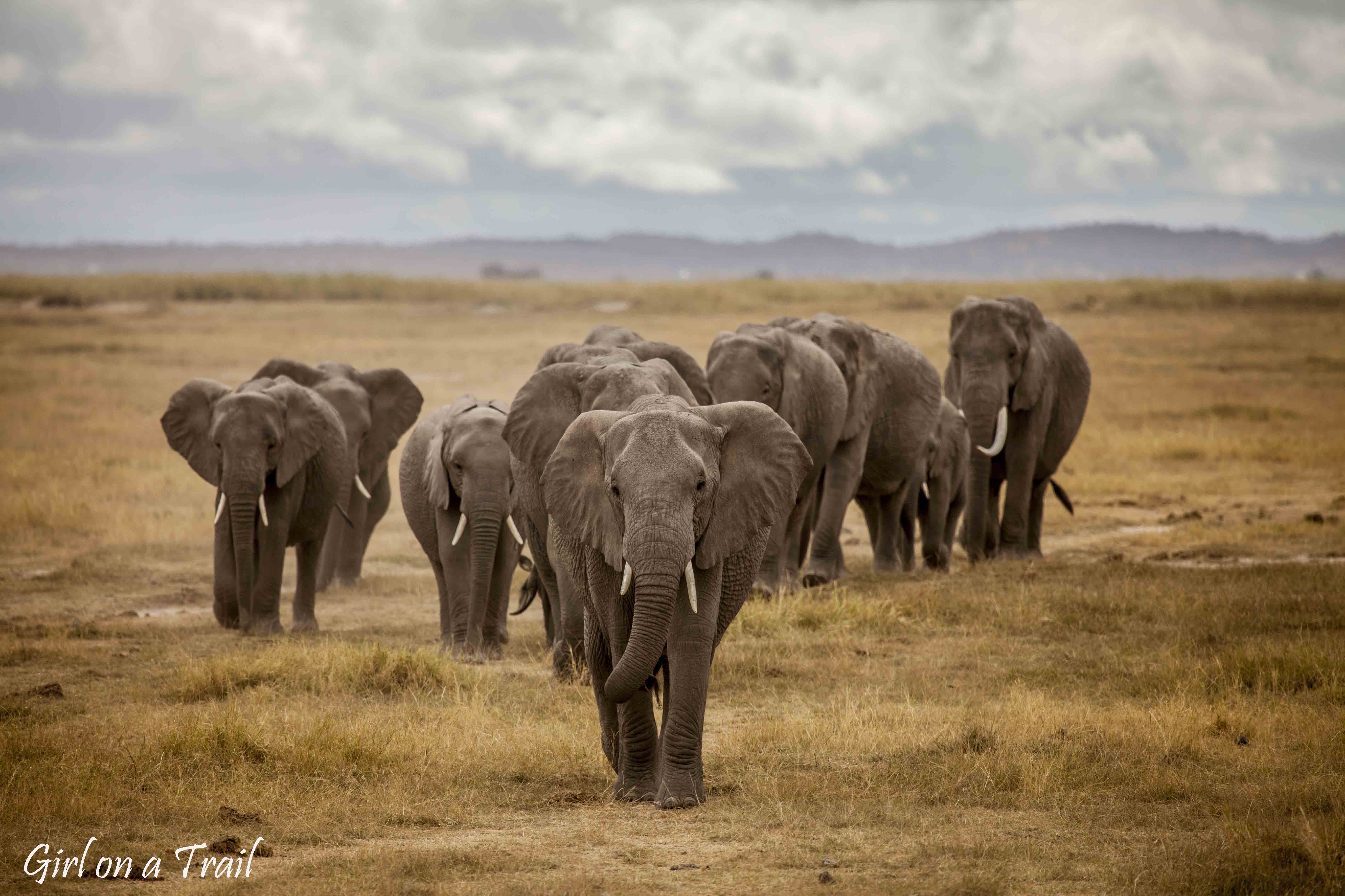 Kenia/Kenya - Amboseli