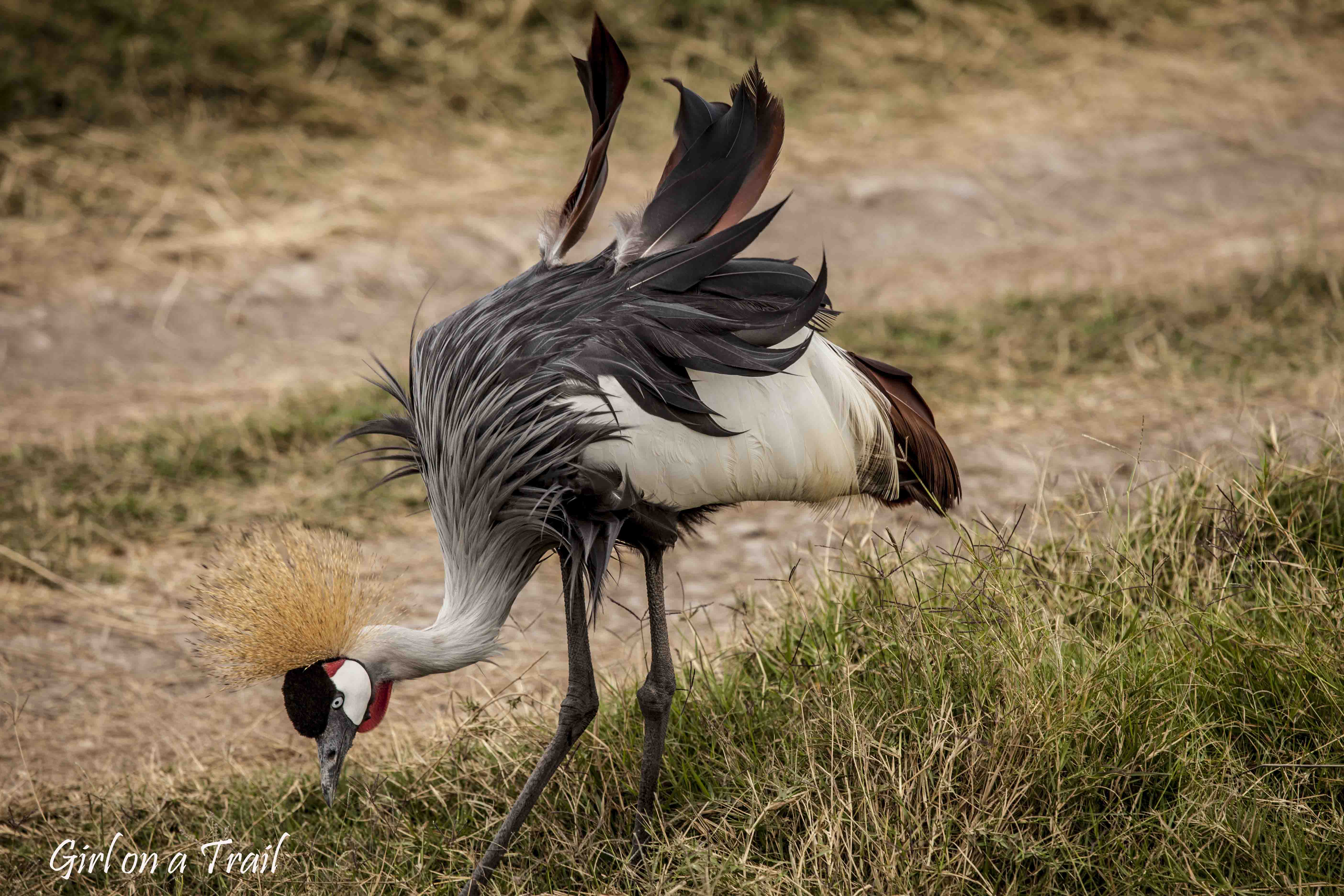 Kenia/Kenya - Amboseli