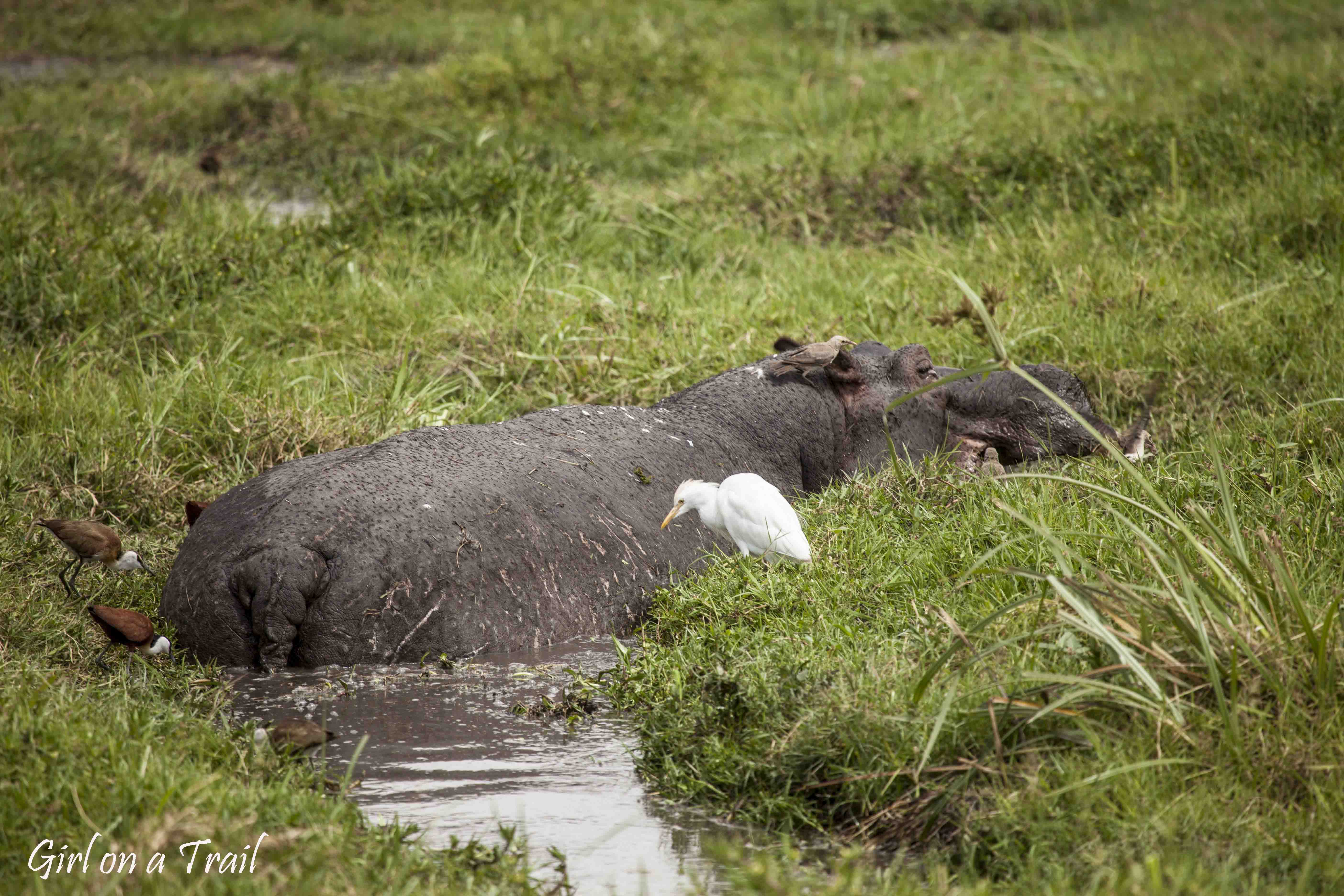 Kenia/Kenya - Amboseli