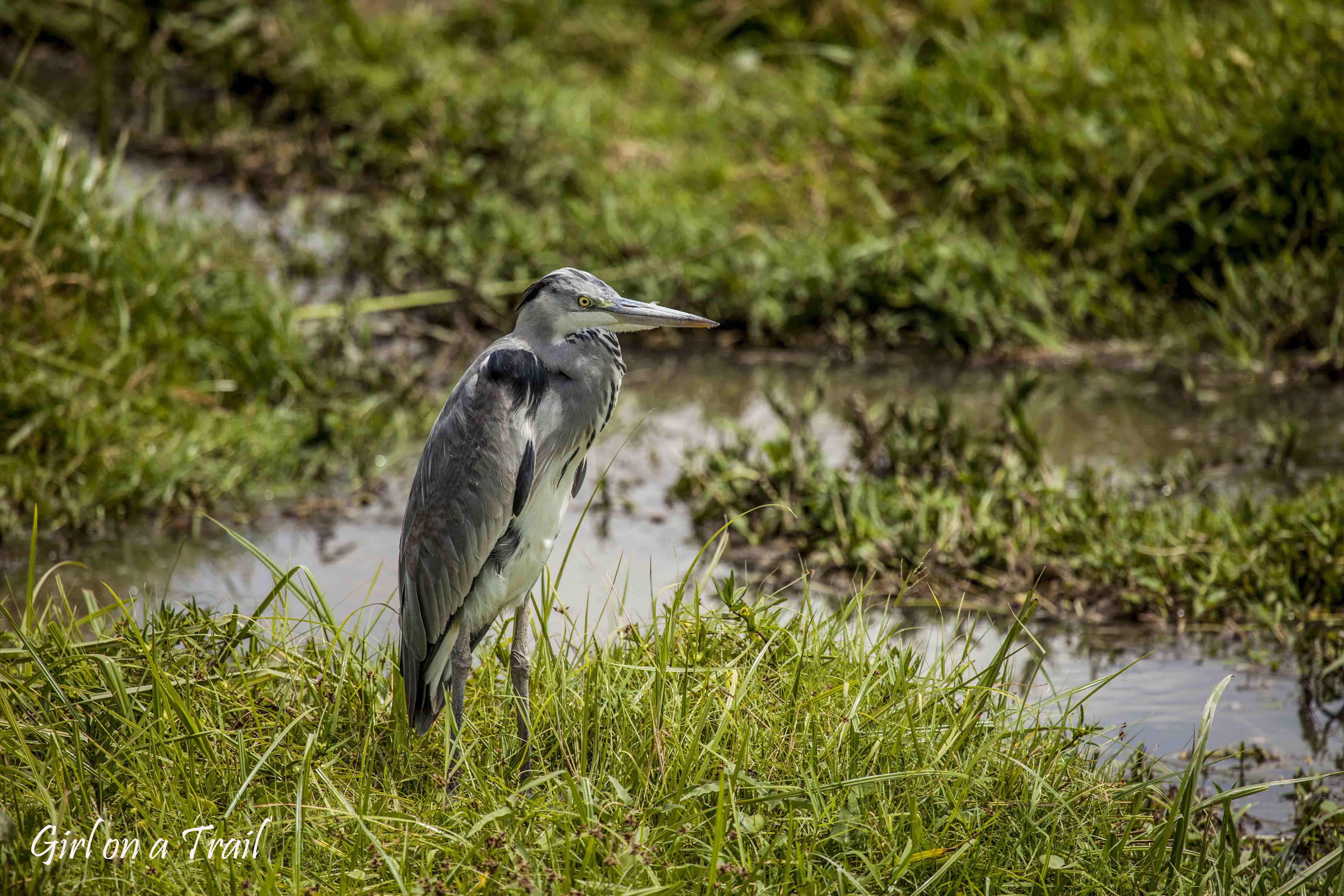 Kenia/Kenya - Amboseli