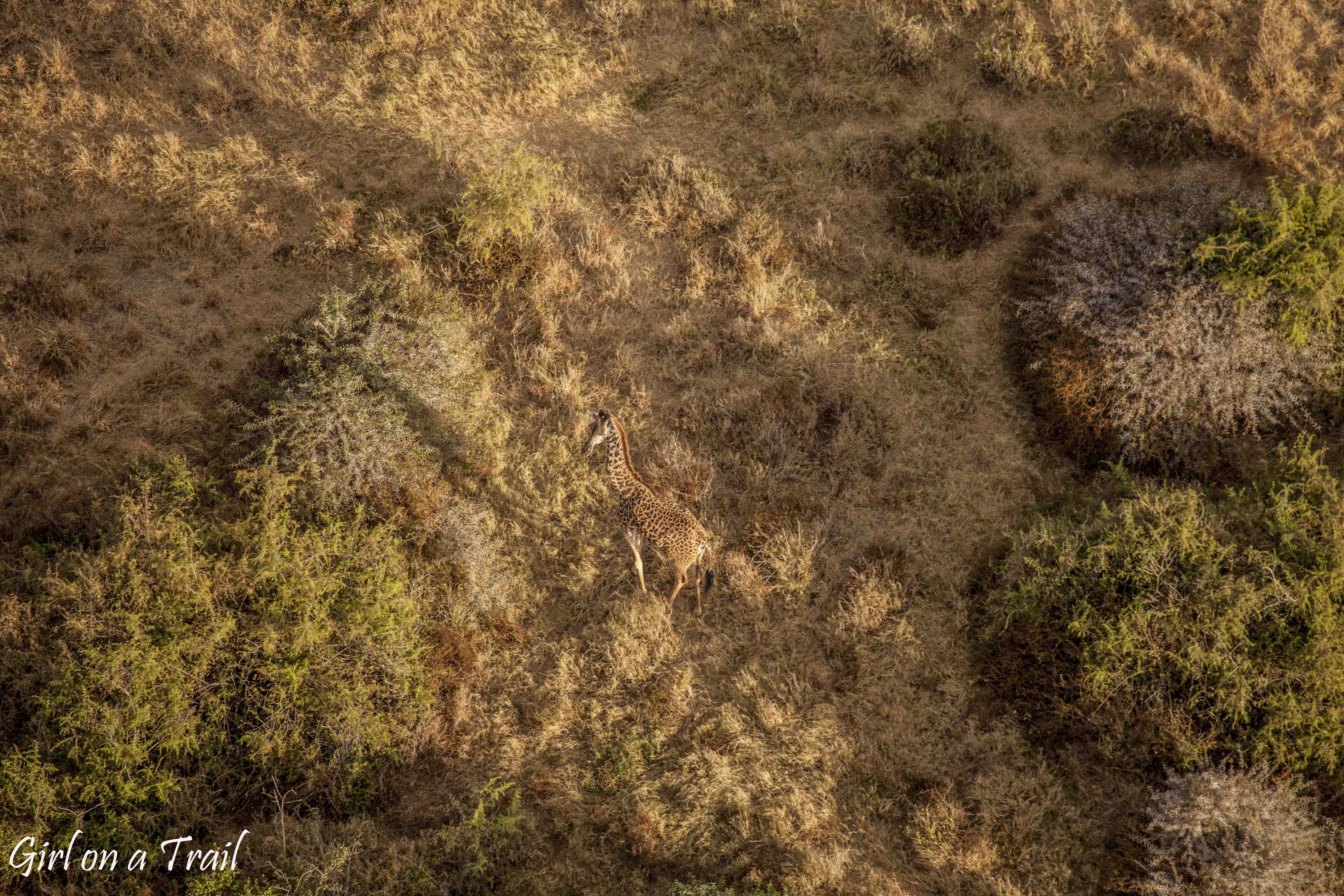 Kenia/Kenya - Amboseli 