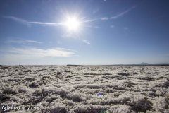 Cyprus Salt Lake