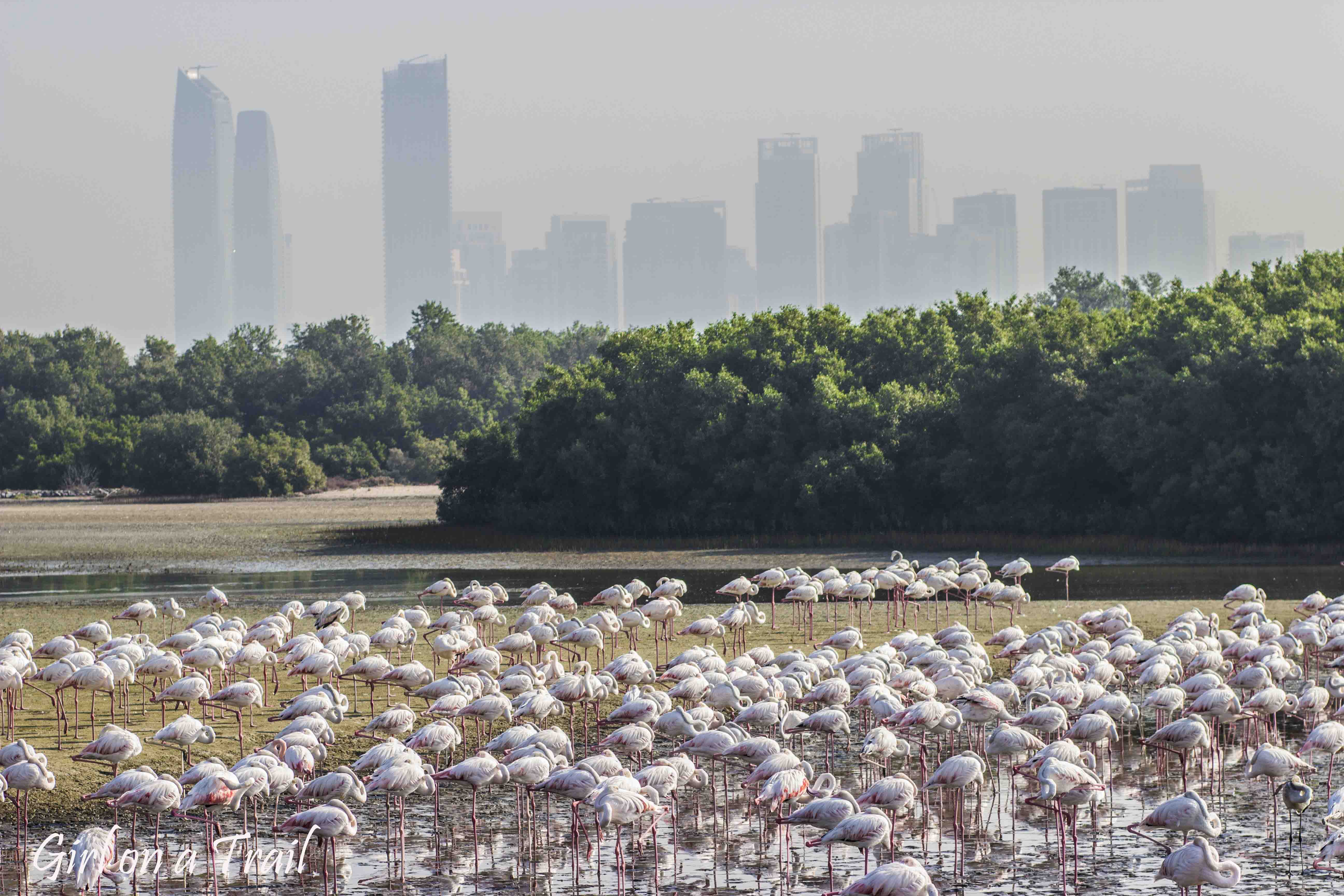 Ras Al Khor Wildlife Sanctuary