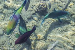 Izrael, Eilat Coral Beach Nature Reserve