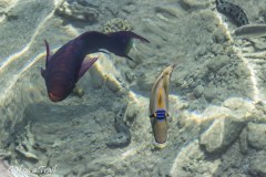 Izrael, Eilat Coral Beach Nature Reserve