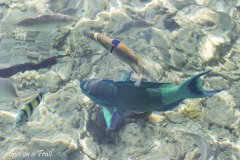 Izrael, Eilat