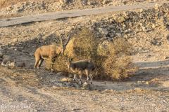 Izrael, Eilat