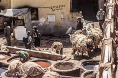 Maroko, Fez - Garbarnia Chouara