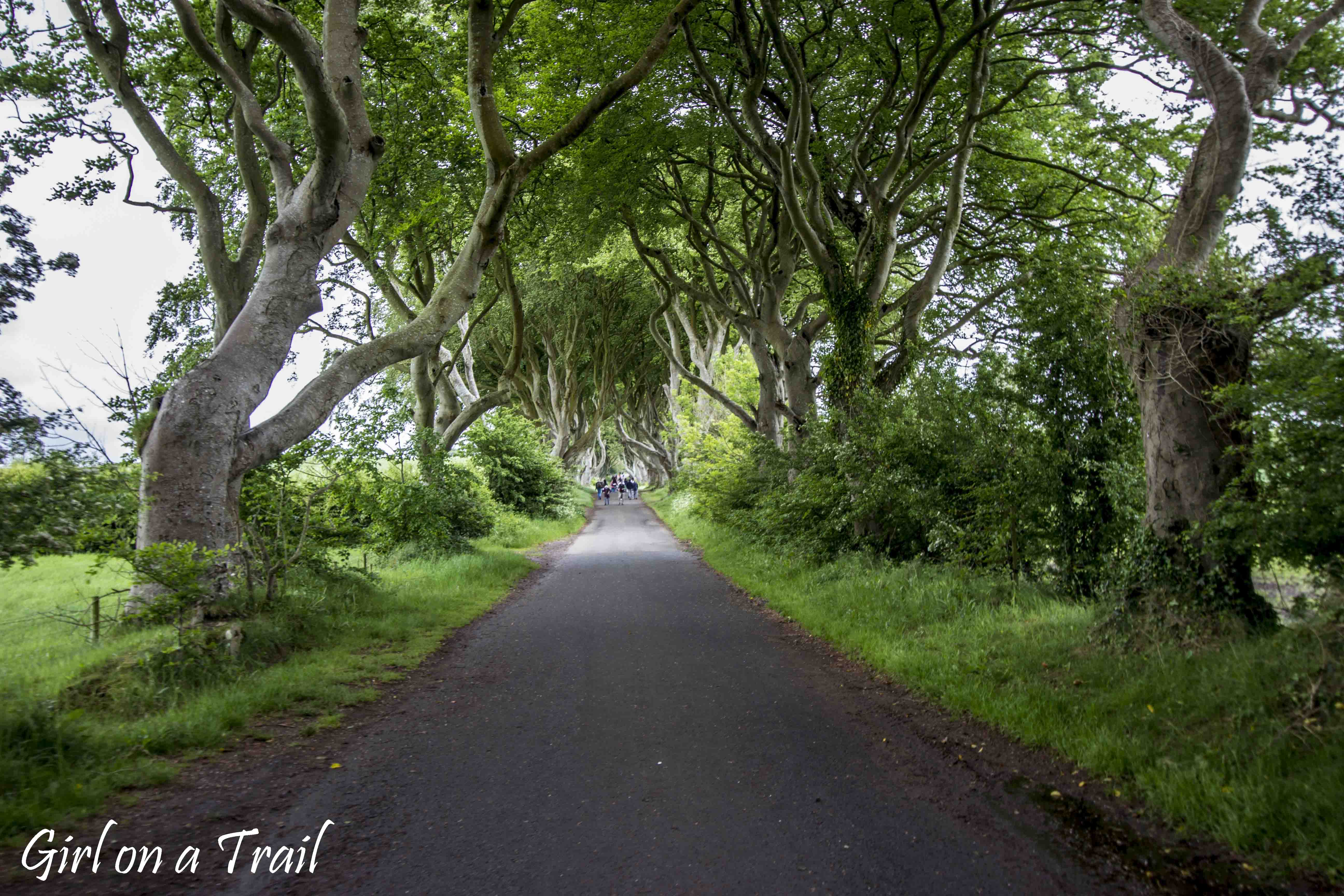 Irlandia Północna -  Dark Hedges 