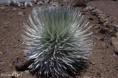 Haleakala, Hawaje