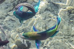 Israel - Eilat Coral Beach