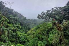 Kostaryka- Místico Arenal Hanging Bridges