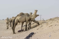 camels