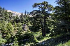 Liban - Lasu Bożych Cedrów