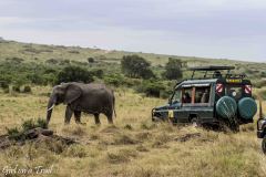 Masai Mara, słoń