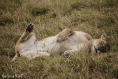 Masai Mara, lwy