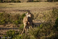 Masai Mara, żyrafa