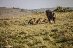 Masai Mara, lwy