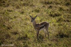 Kenia, Masai Mara