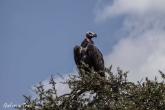 Kenia, Masai Mara