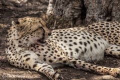 Masai mara, gepard