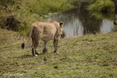 Masai Mara, lew