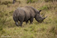 Masai Mara, nosorożec