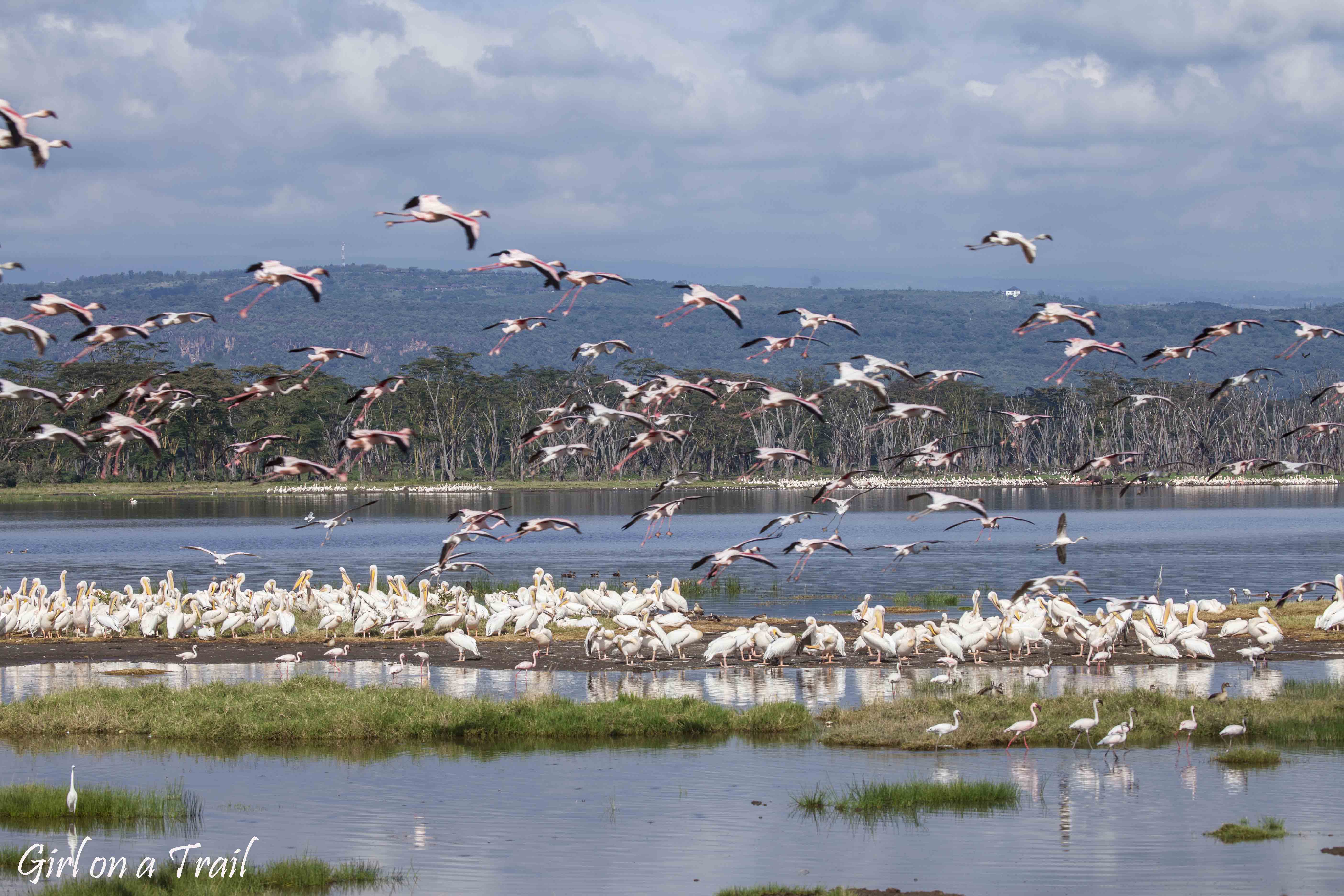 Jezioro Naivasha