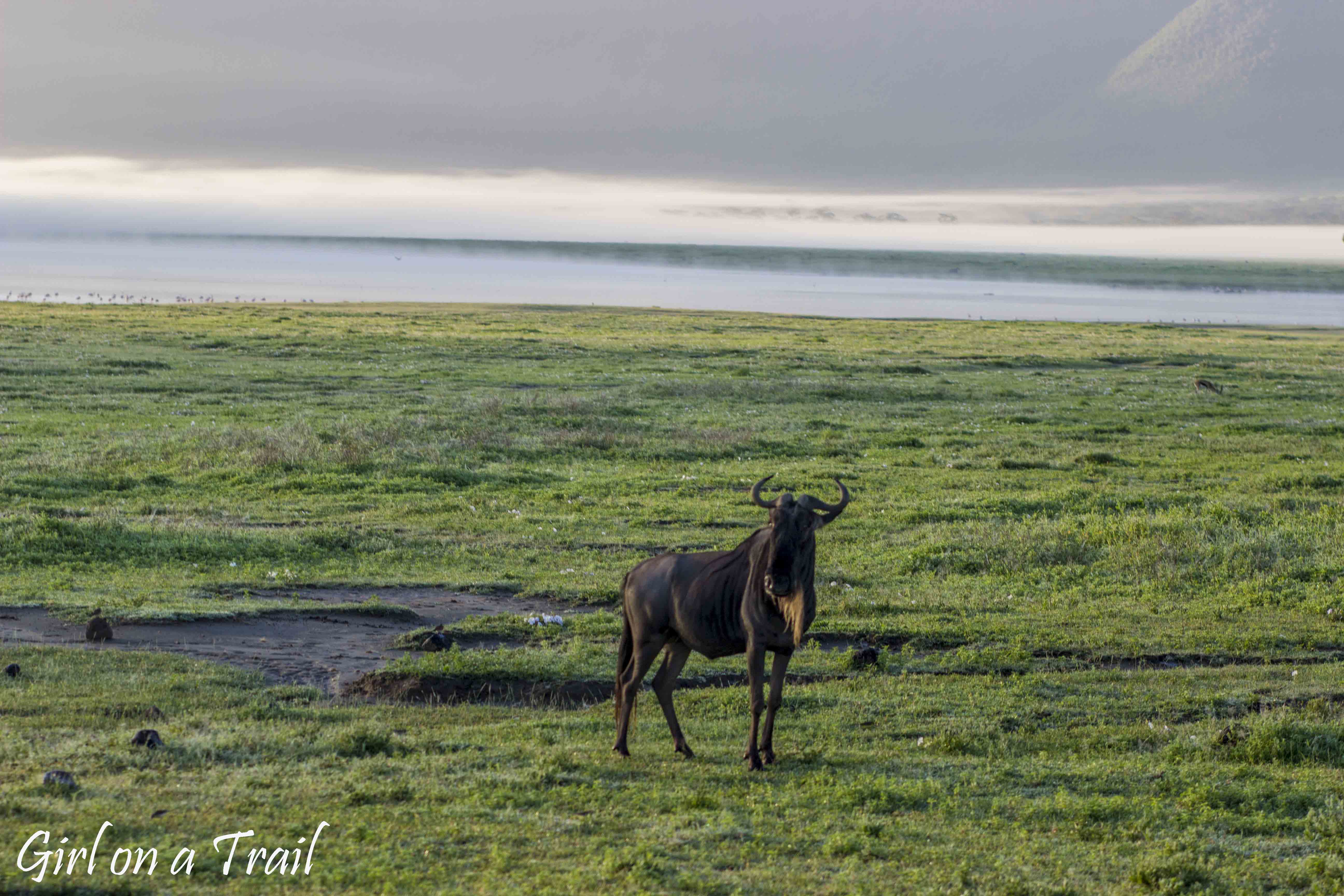 Tanzania, Ngorongoro