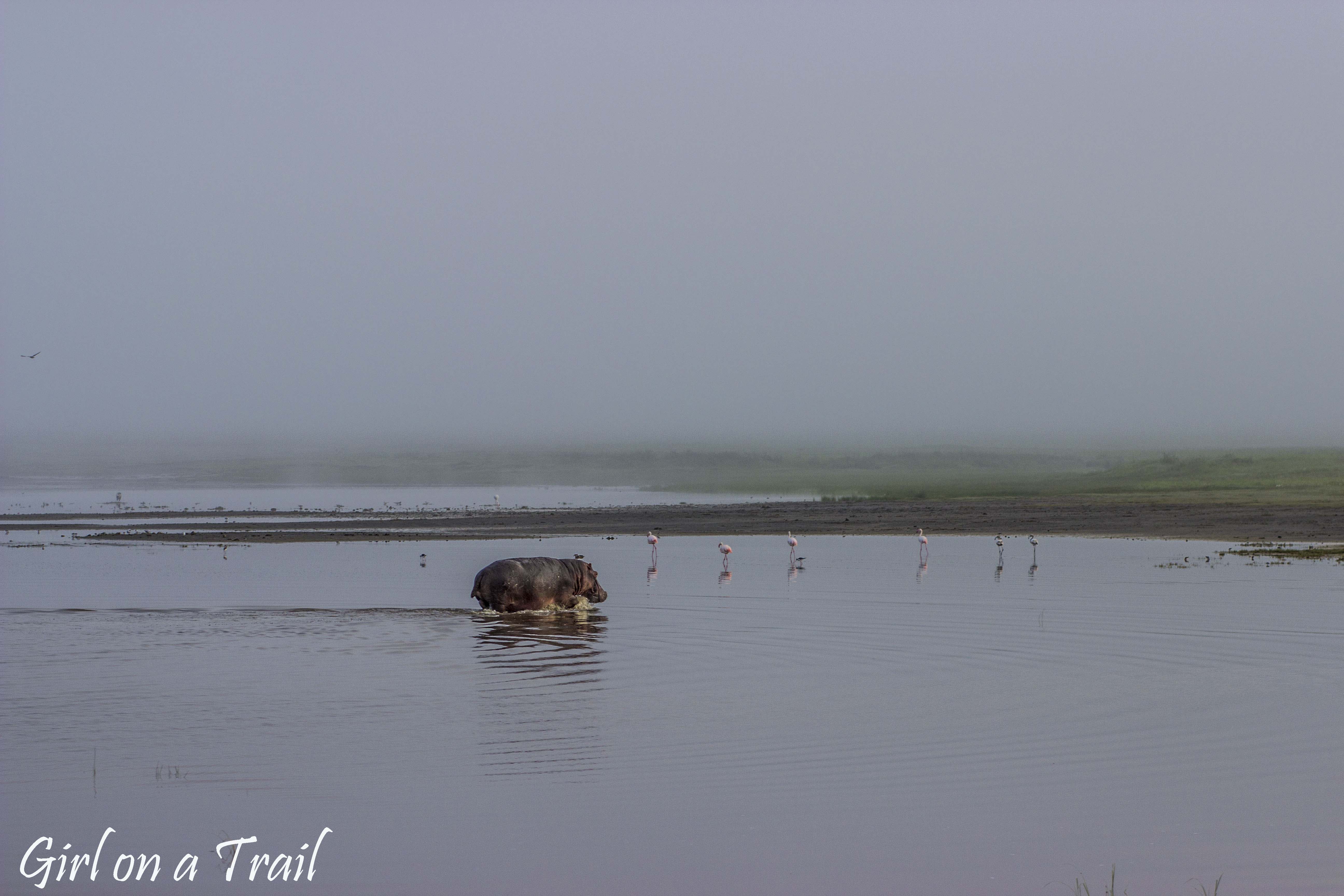 Tanzania, Ngorongoro