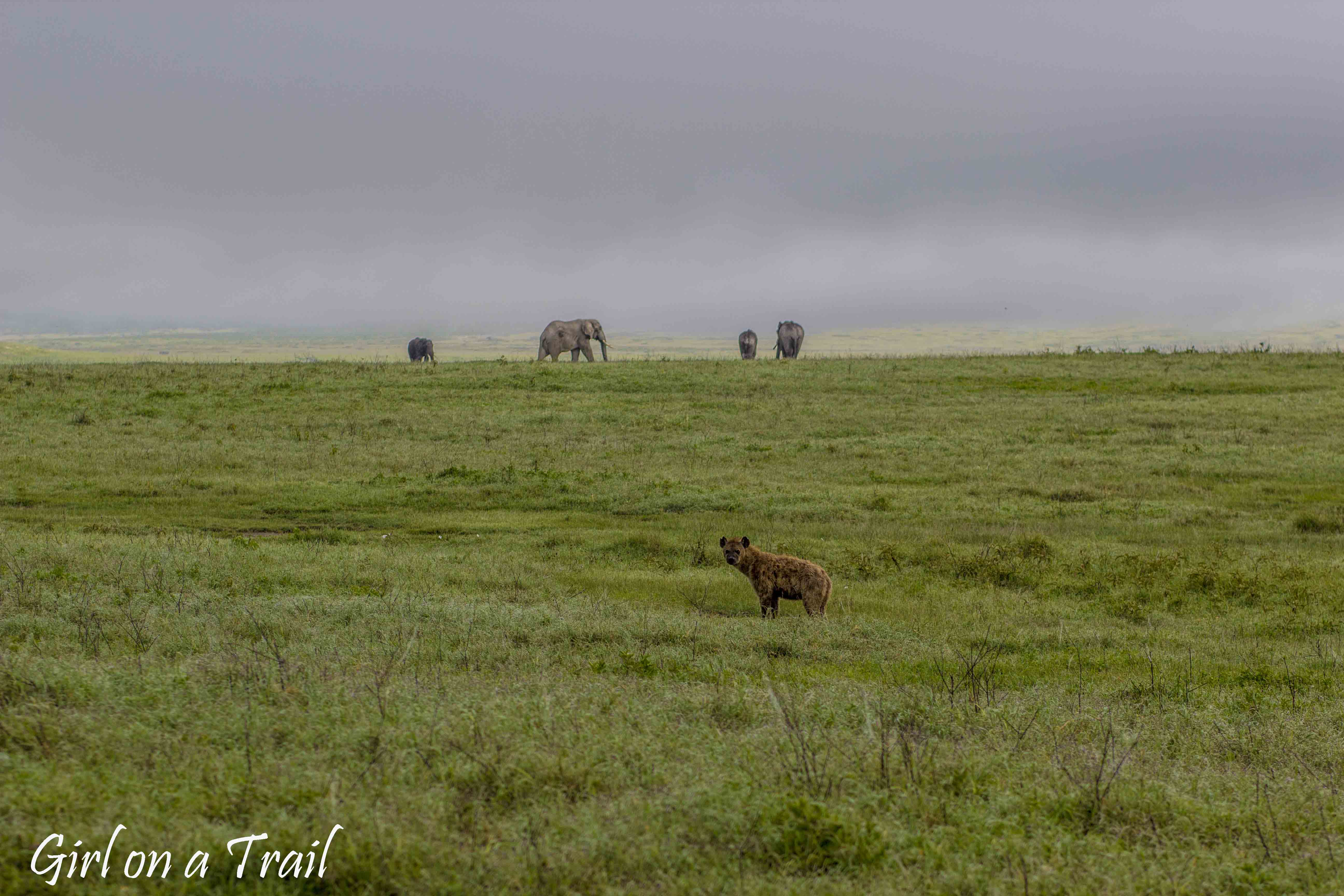 Tanzania, Ngorongoro