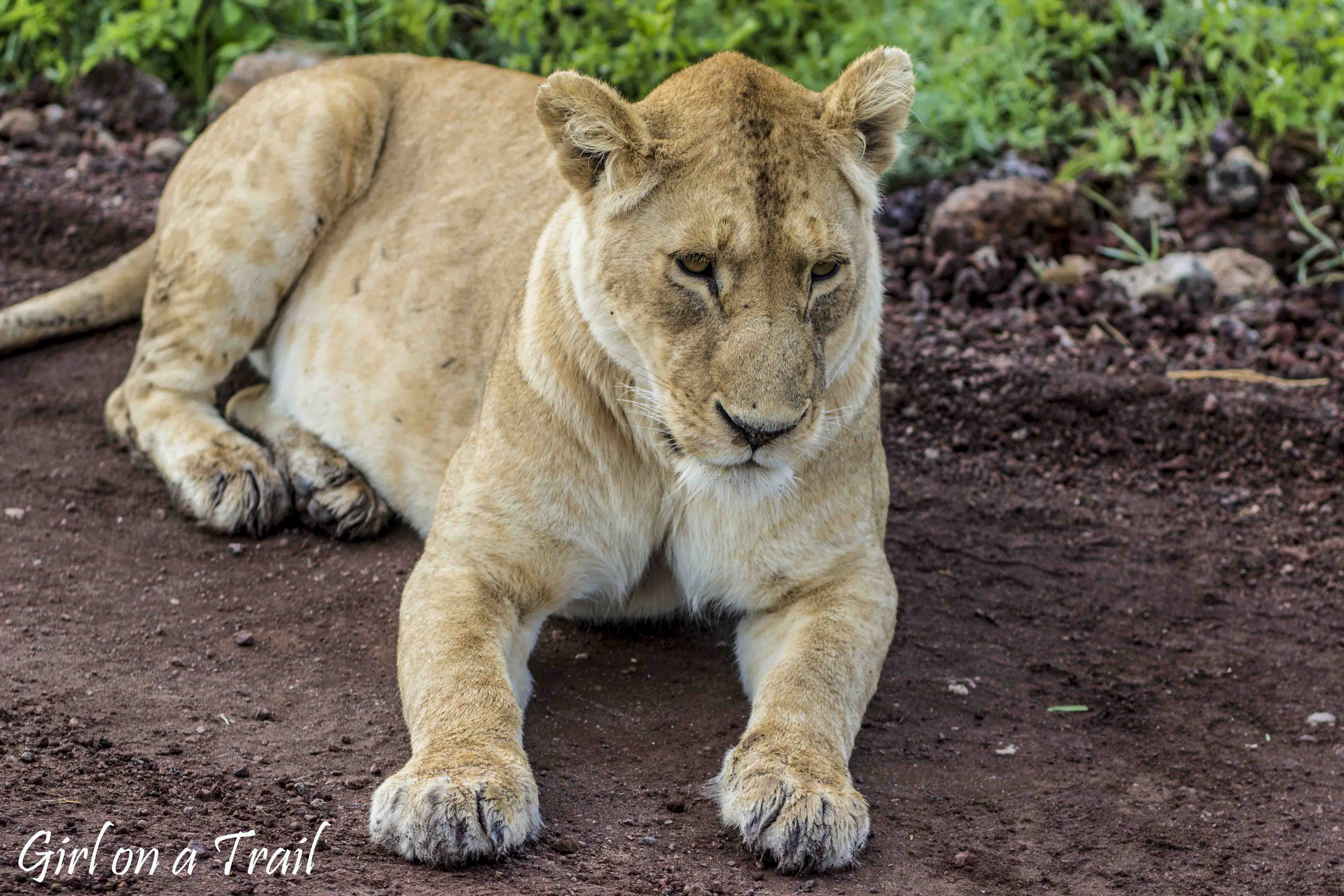 Tanzania, Ngorongoro