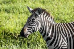 Tanzania, Ngorongoro