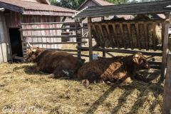 Podlasie - Ziołowy Zakątek