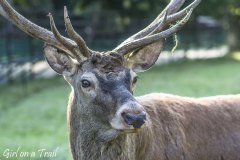 Podlasie - Białowieża