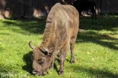 Podlasie - Białowieża