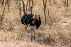 Rezerwat Bandia - struś
