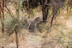 Rezerwat Bandia - zebra